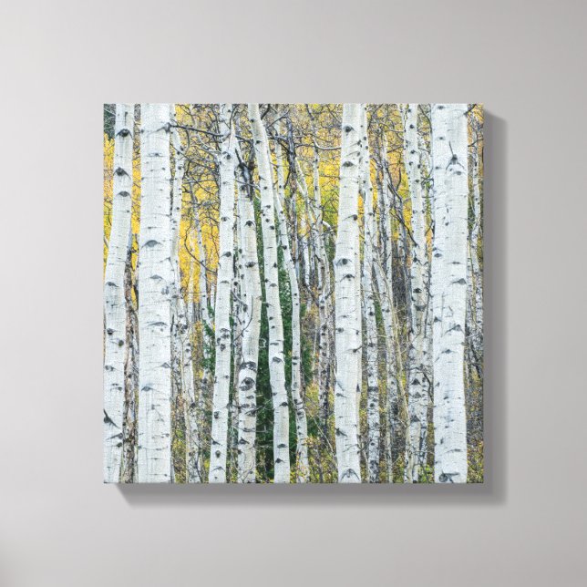 Toile Troncs d'arbre d'Aspen | Aspen, Colorado (Recto)