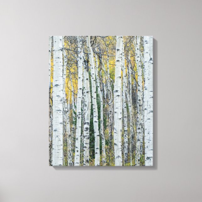 Toile Troncs d'arbres Trembles | Aspen, Colorado (Recto)