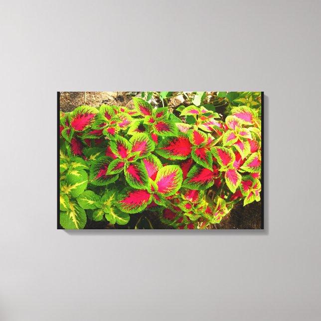 Toile tropicale Coleus vert rose (Recto)