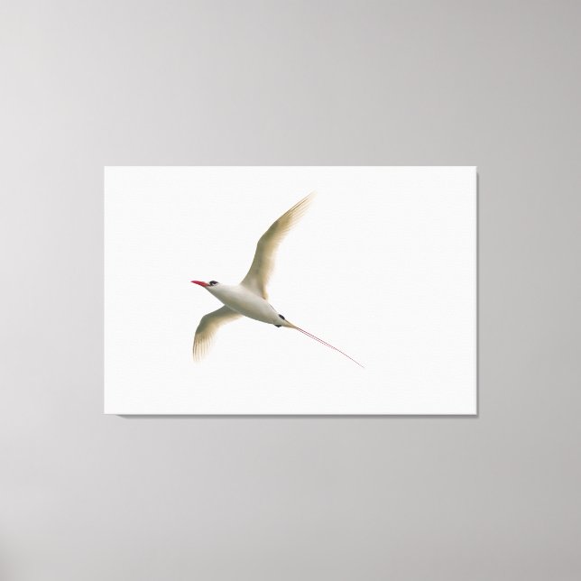 Toile Tropicbird à queue rouge (Recto)