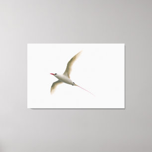 Toile Tropicbird Rouge-coupé la queue