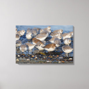 Toile Troupeau de Bécasseaux variables et de Bécasseaux