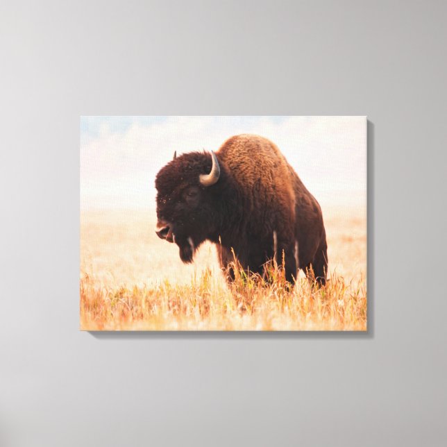Toile Troupeau de bisons d'Amérique (Bison Bison) à Teto (Recto)