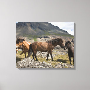 Toile Troupeau de chevaux, près de Hofn, Islande