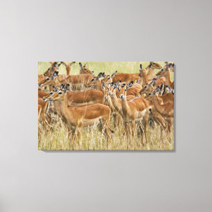 Toile Troupeau d'impalas femelles, Masai Mara, Kenya.