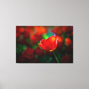 Toile Tuliforme rouge
