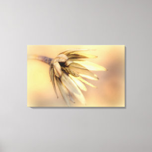 Toile Tulip Poplar Graine vide Pod