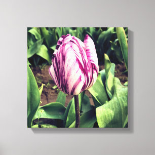 Toile Tulipe à rayures violettes et blanches unique
