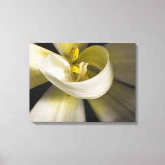 Toile Tulipe blanche enroulée - Photographie d'art