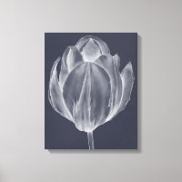 Tulipe monochrome I