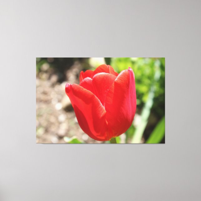 Toile Tulipe rouge brillante (Recto)