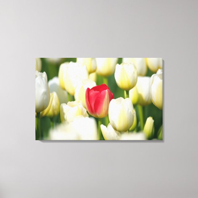 Toile Tulipe rouge dans un champ de tulipes blanches (Recto)