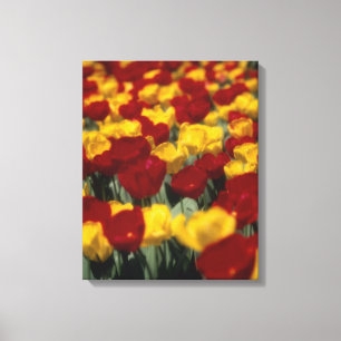 Toile Tulipes 2