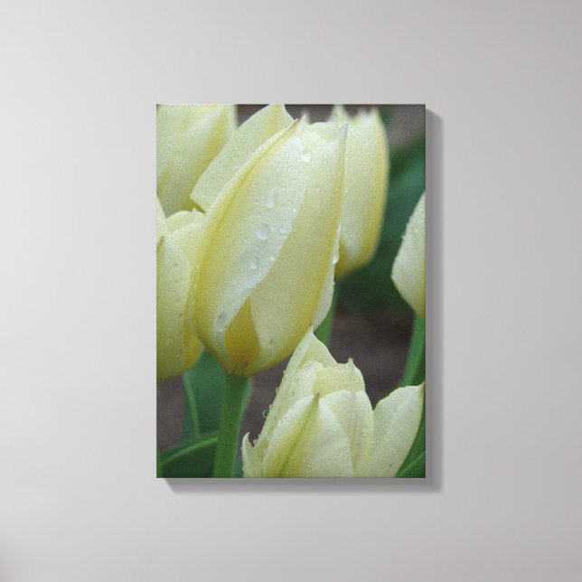 Toile Tulipes après la pluie (Recto)
