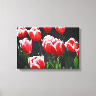 Toile Tulipes rouges et blanches