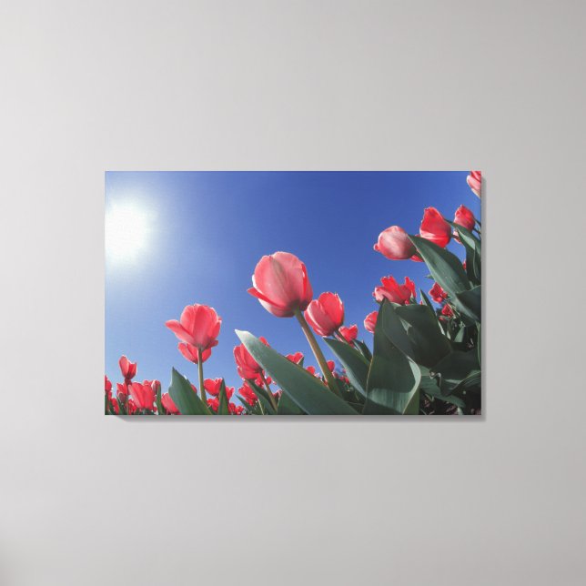 Toile Tulipes rouges sous un angle très bas, Cincinnati, (Recto)