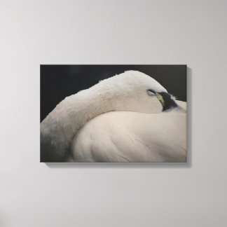 Toile Tundra Swan sleeping Stretched Canvas Print