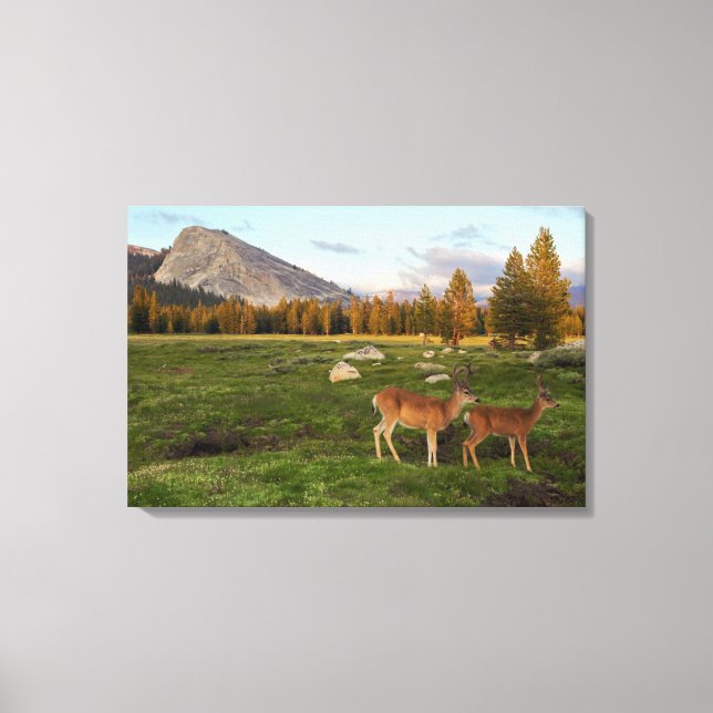 Toile Tuolumne Meadow, yosemite (Recto)