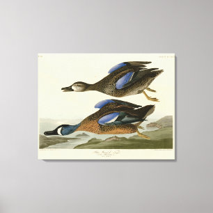 Toile Turquoise à ailes bleues d'Audubon's Birds of Amer
