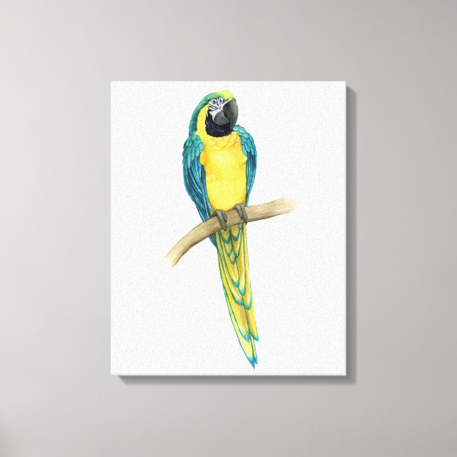 Toile Turquoise Macaw (Recto)