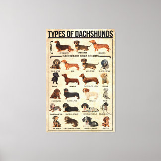 Toile Types De Dachshunds Poster Chien, Dachshunds Knole