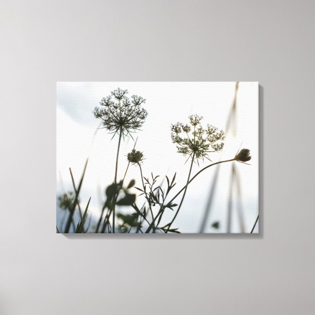 Toile Umbels Flowers Outline - Photographie d'Art Floral (Recto)