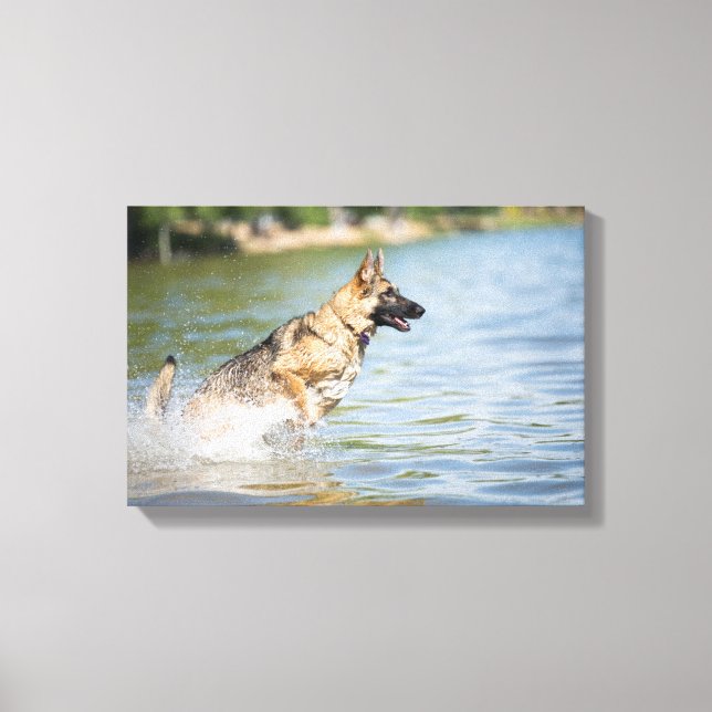 Toile Un Berger Allemand Saute Dans L'Eau (Recto)
