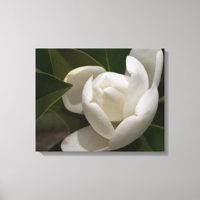 Toile Un bourgeon blanc de fleur de magnolia du sud (Recto)