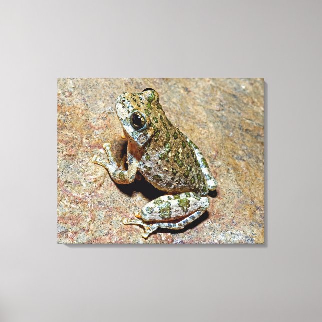 Toile Un Canyon Treefrog (Recto)