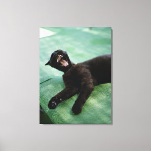 Toile Un chat qui bâille.