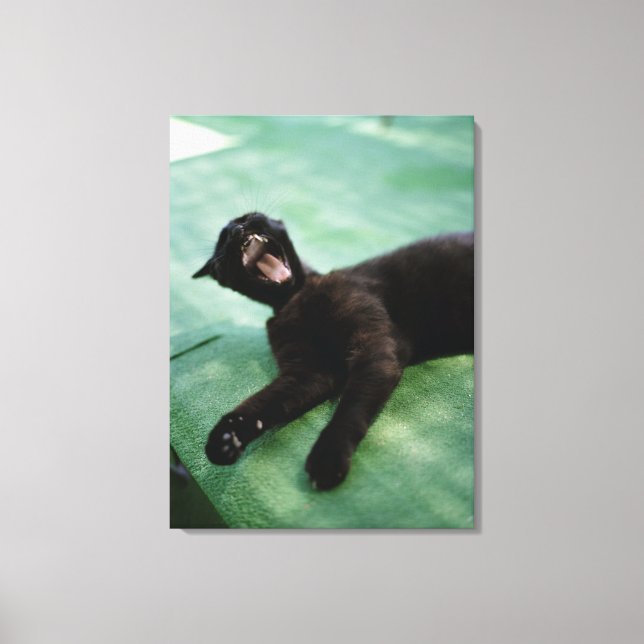 Toile Un chat qui bâille. (Recto)