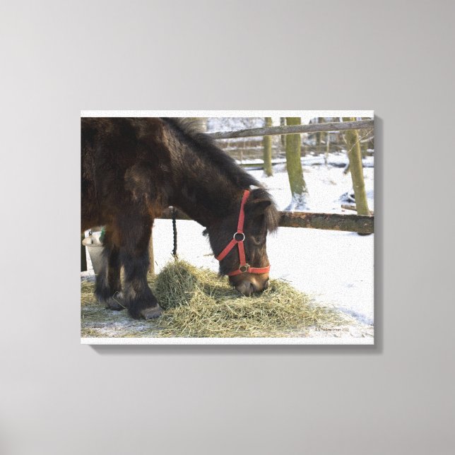Toile Un cheval originaire de Gotland où (Recto)