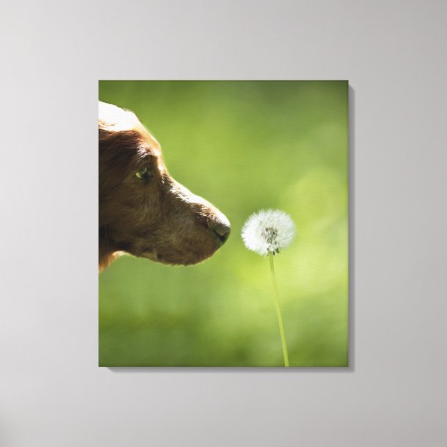 Toile Un chien et un pissenlit. (Recto)
