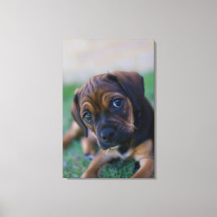 Toile Un Chiot Beagle croisé Carlin (Puggle)