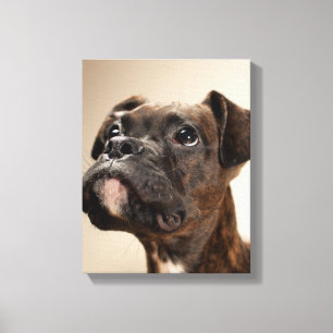 Toile Un chiot Brindle de boxeur recherchant