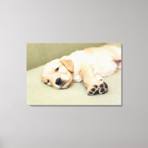 Toile Un Chiot Couché Sur Le Canapé