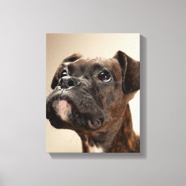 Toile Un chiot de Brindle Boxer qui regarde curieusement (Recto)