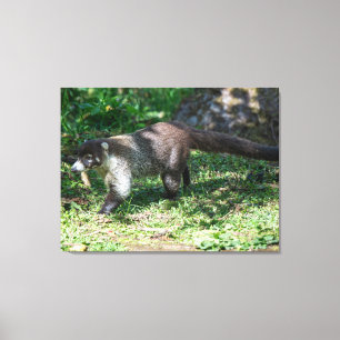 Toile Un coati à nez blanc au Costa Rica