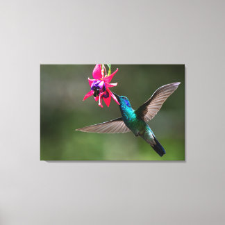 Toile Un colibri à gorge violette dans la forêt nuageuse