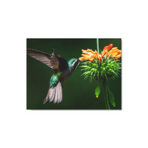 Un Colibri de la Montagne Blanche savoure le necta