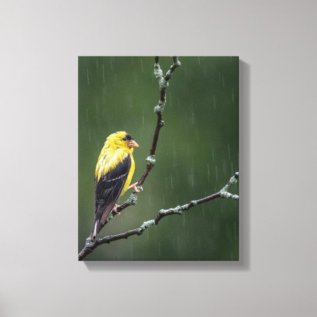 Toile Un Goldfinch malheureux (Recto)