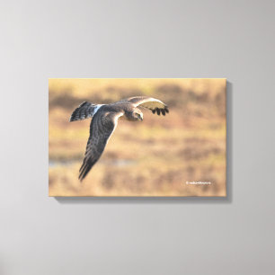 Toile Un harceleur du Nord exceptionnel à la chasse dans