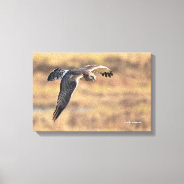 Toile Un harceleur du Nord exceptionnel à la chasse dans (Recto)