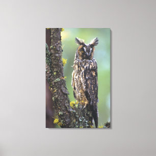 Toile Un hibou moyen-duc perché sur une branche d'arbre