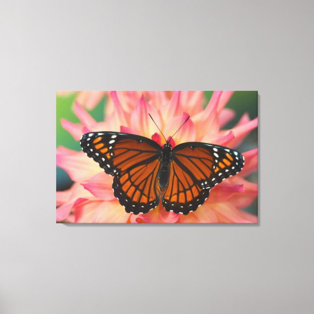 Toile Un imitateur du monarque papillon (Recto)