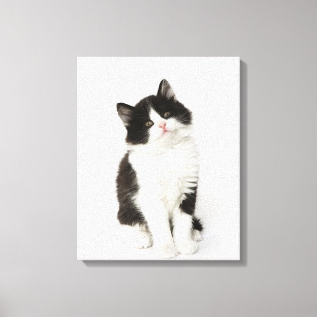 Toile Un jeune chaton assis regardant la caméra (Recto)