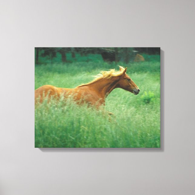 Toile Un Jeune Stallion Traverse Le Milieu (Recto)