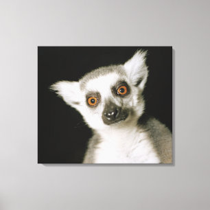 Toile Un lemur.