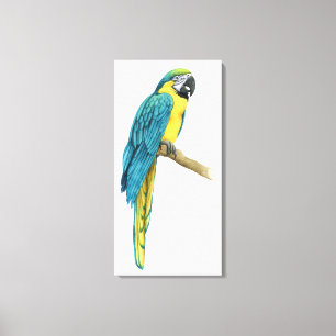 Toile Un Macaw Turquoise