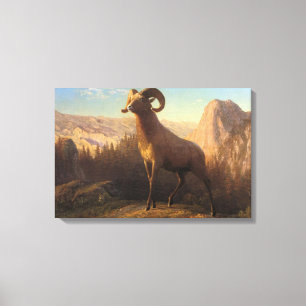 Toile Un mouton de montagne rocheux, Bierstadt Albert